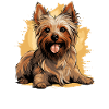 Australian Silky Terrier