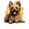Australian Silky Terrier