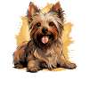 Terrier soyeux australien