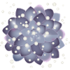 beautiful succulent blossom with pearls