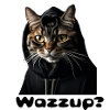 Wazzup Cat - What's up?
