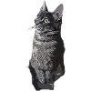Cat grey Clean