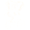 Éléphant sur un vélo