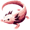 Axolotl polygon pink mexican amphibian