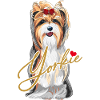 Söt Yorkshire Terrier med båge och hjärta