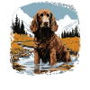 Dog American Water Spaniel