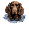 Dog American Water Spaniel