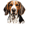 Dog American Foxhound