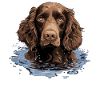 Dog American Water Spaniel