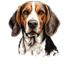 Dog American Foxhound