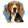 Dog American Foxhound