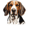 Dog American Foxhound