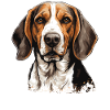 Dog American Foxhound