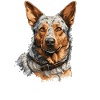 Hund Bouvier australien