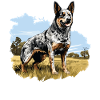 Hund Bouvier australien
