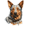 Hund Bouvier australien