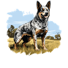 Hund Bouvier australien