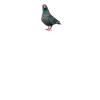 Pigeon heartbeat