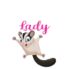 Sugar Glider Flughörnchen
