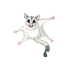 Sugar Glider Flughörnchen