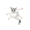 Sugar Glider Flughörnchen