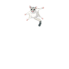 Sugar Glider Flughörnchen