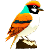 Bunter Vogel