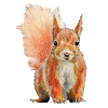 Eichhörnchen