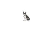 Easily Distracted By Boston Terrier