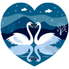 Swans in winter