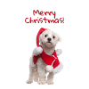 Sweet Christmas