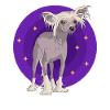 Chinese Crested Chinese Crested Gift