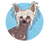 Chinese Crested Chinese Crested Gift