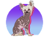 Chinese Crested Chinese Cresteds Gift