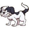 Angry Shih Tzu Dog