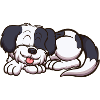Sleeping Shih Tzu Dog