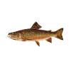 Forellen Angeln