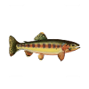 Forellen Angeln