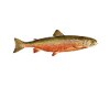 Forellen Angeln