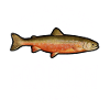 Forellen Angeln