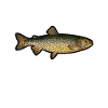 Forellen Angeln