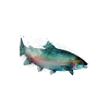 Forellen Angeln