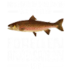 Forellen Angeln