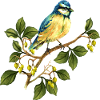 Bunter Vogel