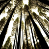 Nature's Ascent