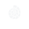 Snail Shell Spiral Snail