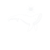 Baleine au soleil