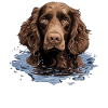 Dog American Water Spaniel