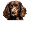 Dog American Water Spaniel