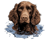 Dog American Water Spaniel